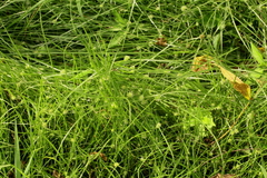 Cyperus brevifolioides