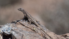 Liolaemus leopardinus