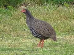Pternistis afer castaneiventer