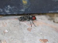 Stenomutilla eurydice