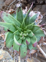 Dudleya candelabrum