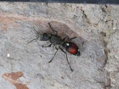 Stenomutilla eurydice