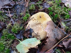 Scleroderma citrinum