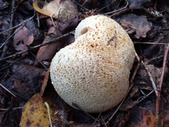 Scleroderma citrinum