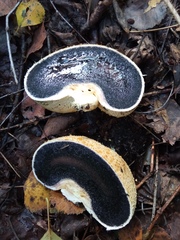 Scleroderma citrinum