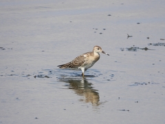 Calidris pugnax