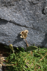 Saponaria caespitosa