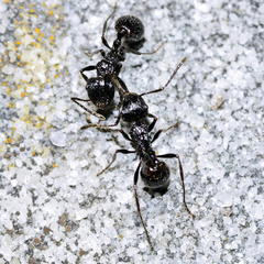 Myrmicaria nigra