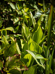 Cypripedium reginae