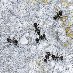 Myrmicaria nigra