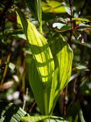 Cypripedium reginae