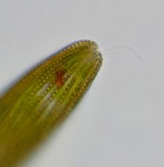Lepocinclis fusca
