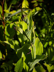 Cypripedium reginae