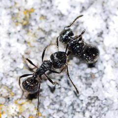 Myrmicaria nigra