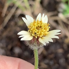 Tridax procumbens image