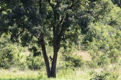 Papio ursinus griseipes