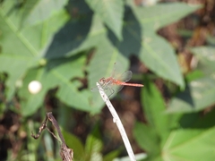 Sympetrum fonscolombii