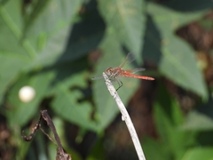 Sympetrum fonscolombii