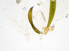 Lepocinclis fusca