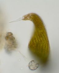 Lepocinclis fusca