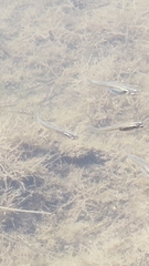 Atherinops affinis