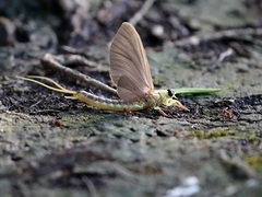 Palingenia longicauda