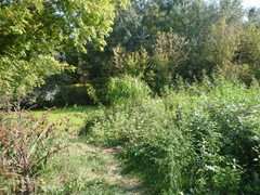 Miscanthus × longiberbis