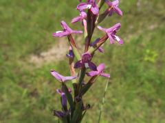 Disa stachyoides