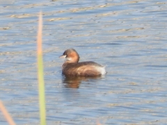 Tachybaptus ruficollis