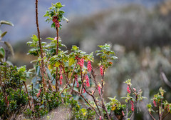 Ribes hirtum