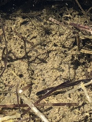 Poecilia latipinna