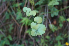 Adiantum galeottianum