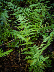 Dryopteris clintoniana