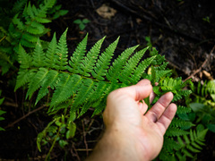 Dryopteris clintoniana