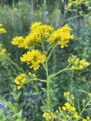 Solidago rigida glabrata