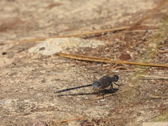 Orthetrum trinacria