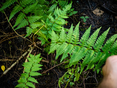 Dryopteris clintoniana