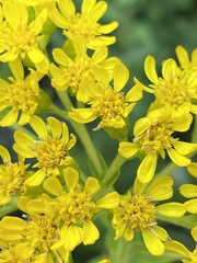 Solidago rigida glabrata