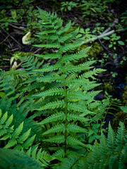 Dryopteris clintoniana