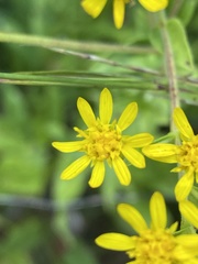 Solidago rigida glabrata