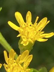 Solidago rigida glabrata