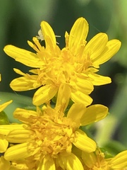 Solidago rigida glabrata