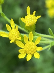 Solidago rigida glabrata
