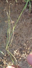 Dipcadi ciliare