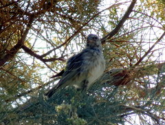 Crithagra atrogularis deserti