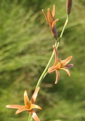 Dipcadi ciliare