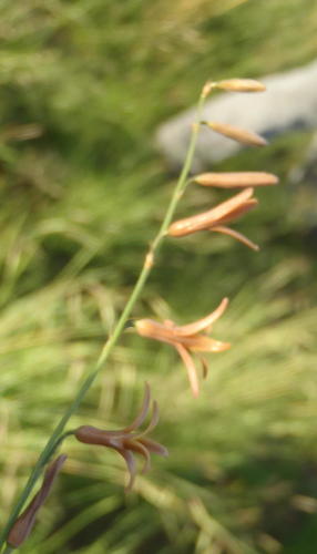 Dipcadi ciliare