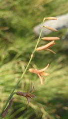Dipcadi ciliare