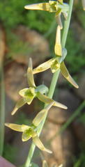 Dipcadi marlothii