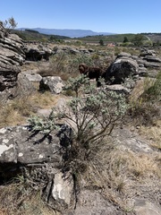 Syncolostemon incanus